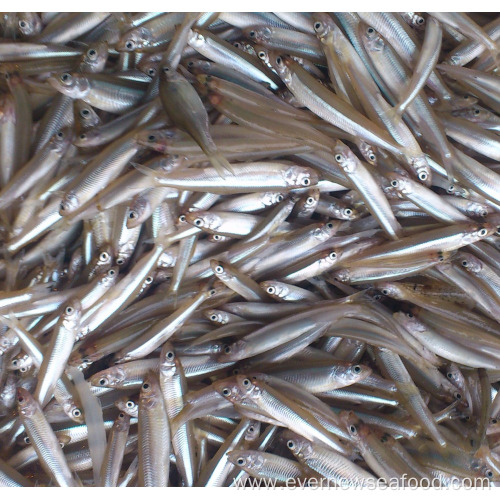 frozen pond smelt